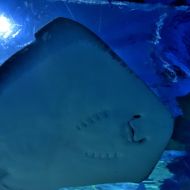budapest-tropicarium_34