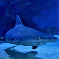 budapest-tropicarium_37