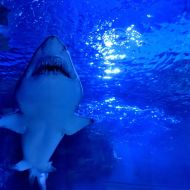 budapest-tropicarium_38