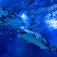 budapest-tropicarium_40