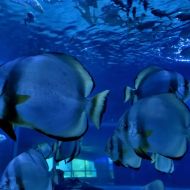 budapest-tropicarium_41