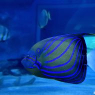 budapest-tropicarium_44