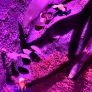 budapest-tropicarium_51