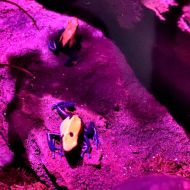 budapest-tropicarium_52