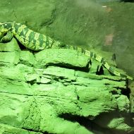 budapest-tropicarium_54