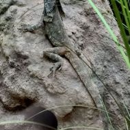 budapest-tropicarium_55