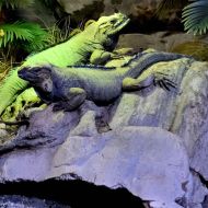 budapest-tropicarium_56