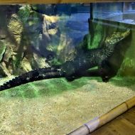 budapest-tropicarium_57