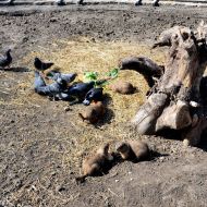 budapest-varosliget-zoo_08