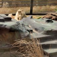 budapest-varosliget-zoo_12