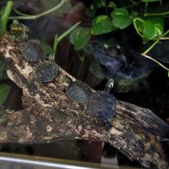 budapest-varosliget-zoo_14