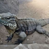 budapest-varosliget-zoo_16