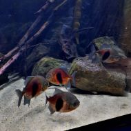 budapest-varosliget-zoo_18