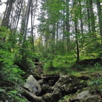 Šumava