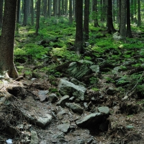 Šumava