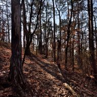 Les na Červeném vrchu - cesta k Dobroměřickému rybníku