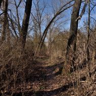 Zarostlá cesta od Dobroměřického rybíka na Oblík po zelené