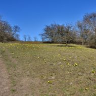 Stoupání na Oblík s rozkvetlým hlaváčkem jarním