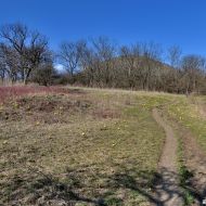 Stoupání na Oblík s rozkvetlým hlaváčkem jarním