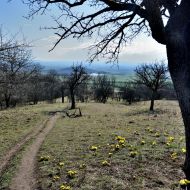 Stoupání na Oblík s rozkvetlým hlaváčkem jarním - pohled zpět