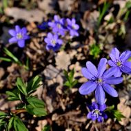 Jaterník podléška na severním svahu Oblíku