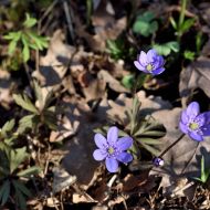 Jaterník podléška na severním svahu Oblíku