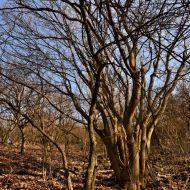 Cesta z Oblíku severním svahem 