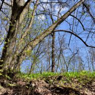 Děvín (Pálava) -  úvoz