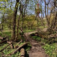 Děvín (Pálava) - po zelené z vrcholu zpět