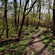 Děvín (Pálava) - po zelené