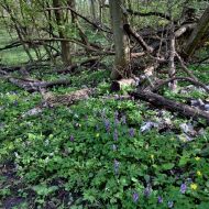 Děvín (Pálava) -  květoucí 