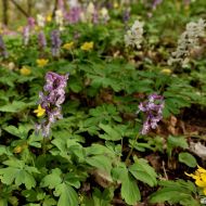 Děvín (Pálava) - květoucí 