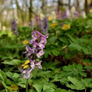 Děvín (Pálava) -  květoucí 