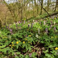 Děvín (Pálava) -  květoucí 