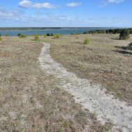 kurska-kosa_meskos-galvos-kopa_01