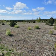 kurska-kosa_meskos-galvos-kopa_04