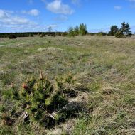 kurska-kosa_meskos-galvos-kopa_07