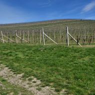 NPP Dunajovické kopce - vinice nedaleko parkoviště