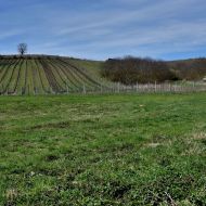 NPP Dunajovické kopce  - pohled na Růžovou horu s topolem