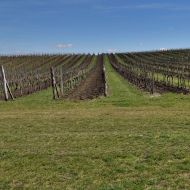 NPP Dunajovické kopce - vinice nedaleko parkoviště