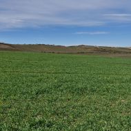 Pohled na hřeben Dunajovických kopců -  Růžová hora, Jánská hora, Malá Slunečná