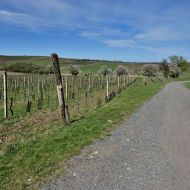 NPP Dunajovické kopce  - pohled směrem na sever