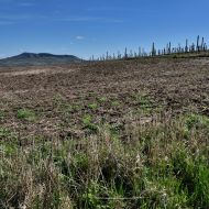 NPP Dunajovické kopce  - výhled na východ, tedy na Pálavu