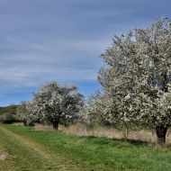 Jaro cestou na Dunajovické kopce, cesta vede mezi Malou Slunečnou a Jánskou horu