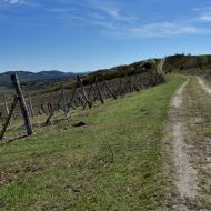 NPP Dunajovické kopce - cesta po hřebeni směrem na Jánskou horu