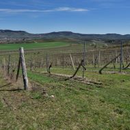 NPP Dunajovické kopce - pohled z hřebene na Pálavu, vinice na Jánské hoře