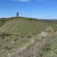 NPP Dunajovické kopce - výhled z Velké Slunečné na Růžový vrch