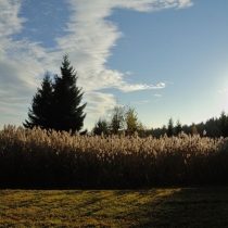 Cestou na rozcestník Nad Fryšavou