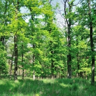 Les u Horušic na Kutnohorsku