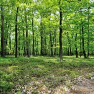 Jarní les u Horušic na Kutnohorsku